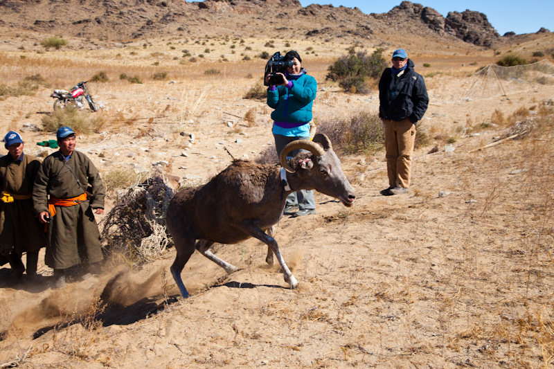 Releasing An Argali After Radio Collaring